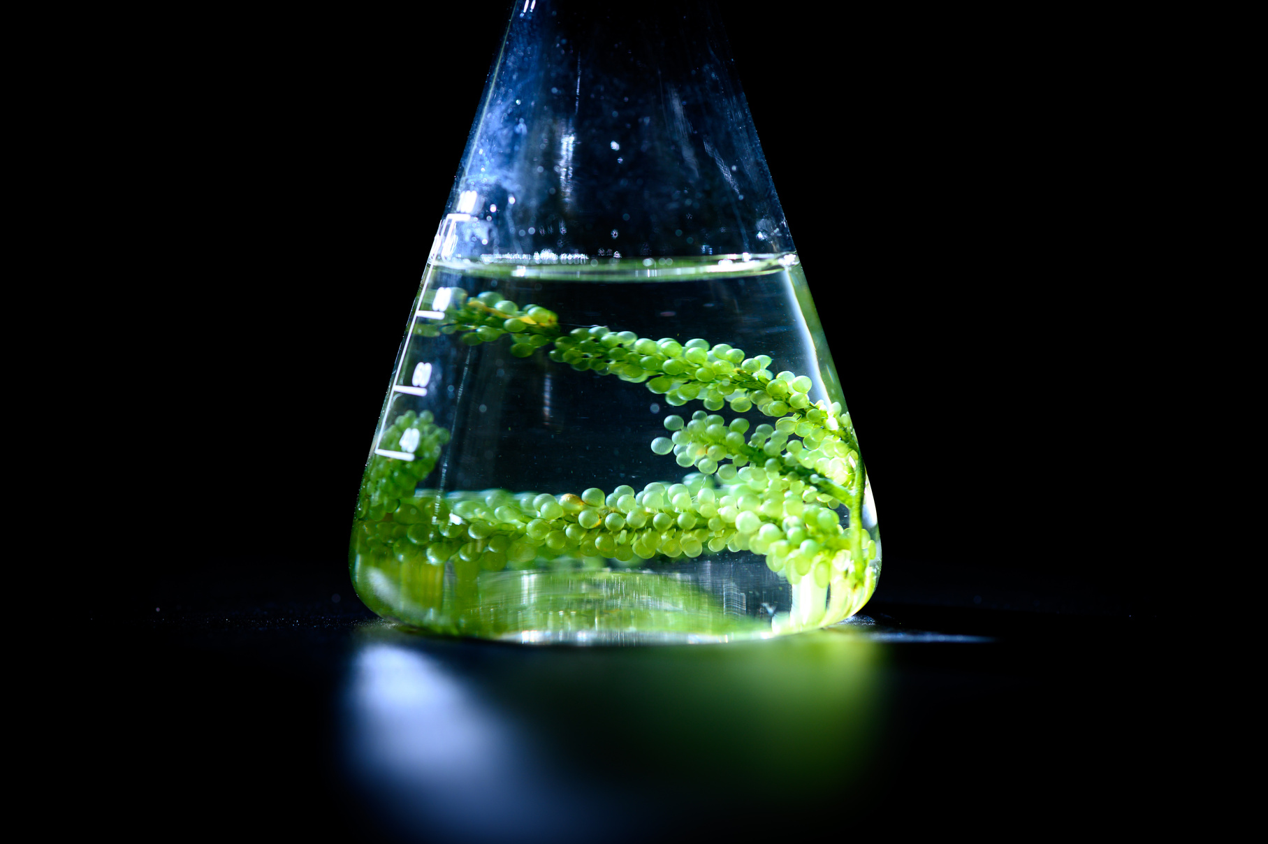 Photobioreactor in Algae Fuel Biofuel Industry, Sustainable Ener